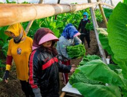 Holding Perkebunan Nusantara Dorong Kemitraan Inklusif, PTPN I Libatkan Petani dalam Rantai Pasok Tembakau Ekspor